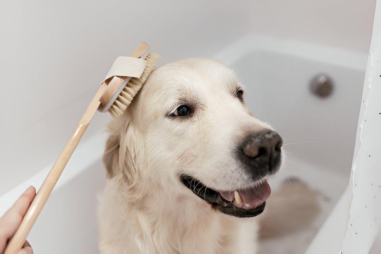 Dog Grooming